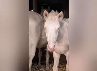 Pony tedesco, Stallone, Puledri (04/2026), 148 cm, Cremello