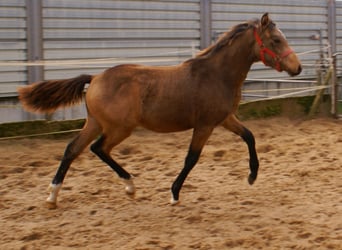 Pony tedesco, Stallone, Puledri (02/2024), 148 cm, Falbo