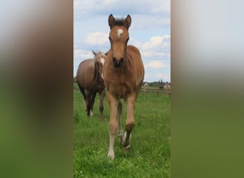 Pony tedesco, Stallone, Puledri
 (02/2024), 148 cm, Falbo