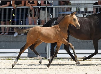 Pony tedesco, Stallone, Puledri
 (05/2023), 148 cm, Falbo