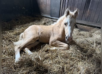 Pony tedesco, Stallone, Puledri (04/2026), 148 cm, Palomino