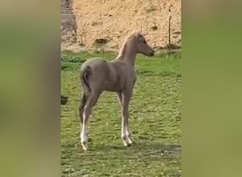 Pony tedesco, Stallone, Puledri
 (03/2024), 148 cm, Palomino