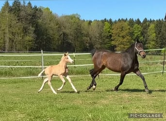 Pony tedesco, Stallone, Puledri (04/2026), 148 cm, Palomino
