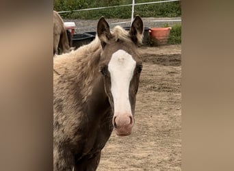Pony tedesco, Stallone, Puledri (04/2026), 148 cm, Palomino