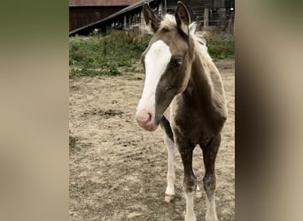 Pony tedesco, Stallone, Puledri (04/2026), 148 cm, Palomino