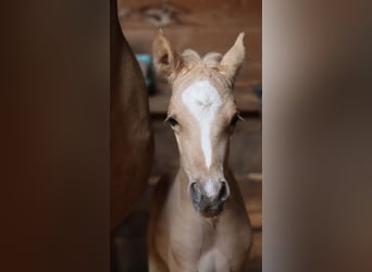 Pony tedesco, Stallone, , 148 cm, Palomino