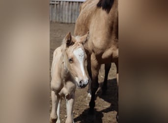 Pony tedesco, Stallone, , 148 cm, Palomino