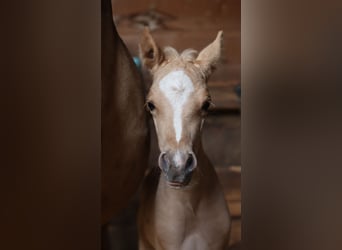 Pony tedesco, Stallone, , 148 cm, Palomino