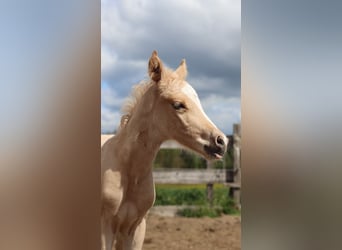 Pony tedesco, Stallone, , 148 cm, Palomino