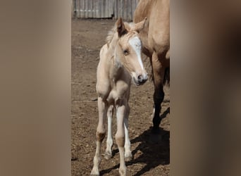 Pony tedesco, Stallone, , 148 cm, Palomino