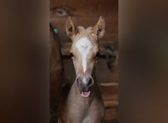 Pony tedesco, Stallone, , 148 cm, Palomino