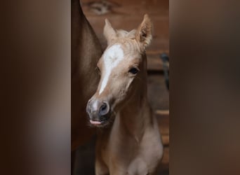 Pony tedesco, Stallone, , 148 cm, Palomino