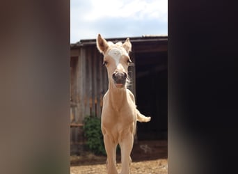Pony tedesco, Stallone, , 148 cm, Palomino