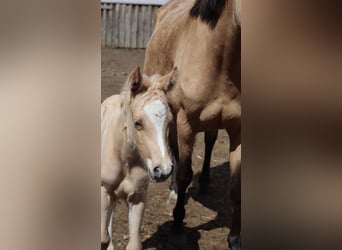 Pony tedesco, Stallone, , 148 cm, Palomino