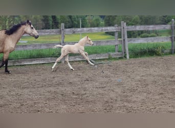Pony tedesco, Stallone, , 148 cm, Palomino