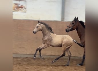 Pony tedesco, Stallone, Puledri (01/2026), 148 cm, Pelle di daino