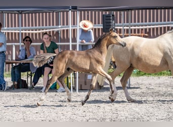 Pony tedesco, Stallone, Puledri (04/2026), 148 cm, Pelle di daino