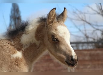 Pony tedesco, Stallone, , 148 cm, Pezzato