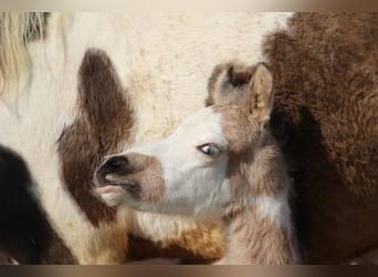 Pony tedesco, Stallone, , 148 cm, Pezzato