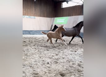 Pony tedesco, Stallone, Puledri
 (01/2024), 148 cm, Red dun