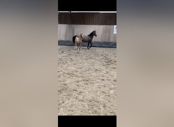 Pony tedesco, Stallone, Puledri
 (01/2024), 148 cm, Red dun