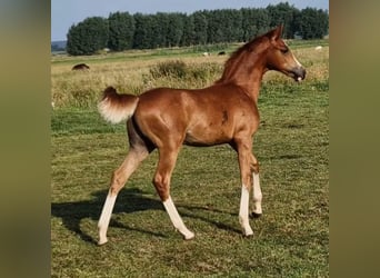 Pony tedesco, Stallone, Puledri
 (03/2023), 148 cm, Sauro