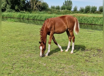Pony tedesco, Stallone, Puledri
 (03/2023), 148 cm, Sauro