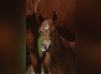 Pony tedesco, Stallone, Puledri
 (05/2023), 148 cm, Sauro scuro