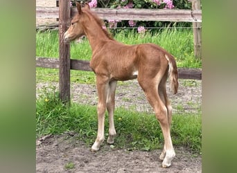 Pony tedesco, Stallone, Puledri
 (05/2023), 148 cm, Sauro scuro