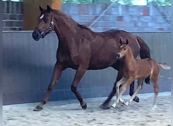 Pony tedesco, Stallone, Puledri
 (05/2023), 148 cm, Sauro scuro
