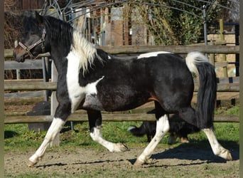 Pony tedesco, Stallone, Puledri
 (01/2024), 150 cm