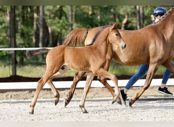 Pony tedesco, Stallone, Puledri (05/2026), Baio