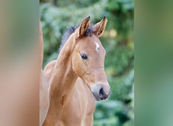 Pony tedesco, Stallone, Puledri (05/2026), Baio