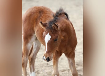 Pony tedesco, Stallone, Puledri (02/2026), Baio