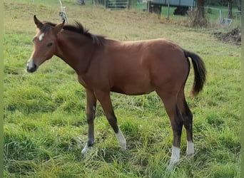 Pony tedesco, Stallone, Puledri (04/2026), Baio