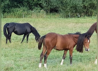 Pony tedesco, Stallone, Puledri (04/2026), Baio