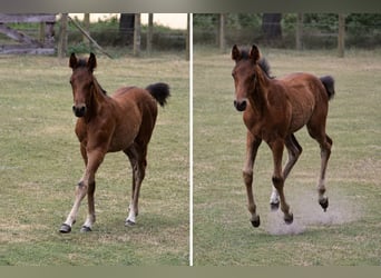 Pony tedesco, Stallone, Puledri (04/2026), Baio