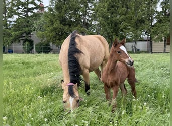 Pony tedesco, Stallone, Puledri (05/2026), Baio
