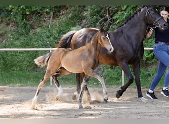 Pony tedesco, Stallone, Puledri (04/2026), Baio