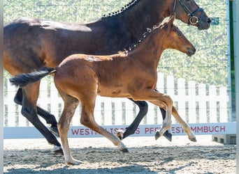 Pony tedesco, Stallone, Puledri (04/2026), Baio