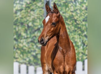 Pony tedesco, Stallone, Puledri (04/2026), Baio