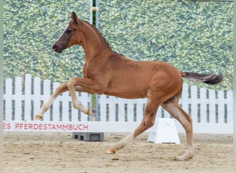 Pony tedesco, Stallone, Puledri (04/2026), Baio