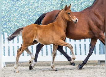 Pony tedesco, Stallone, Puledri (04/2026), Baio