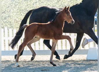 Pony tedesco, Stallone, Puledri (04/2026), Baio