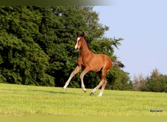 Pony tedesco, Stallone, Puledri
 (03/2023), Baio