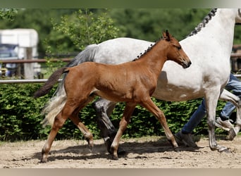 Pony tedesco, Stallone, Puledri (04/2026), Baio