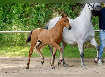 Pony tedesco, Stallone, Puledri (04/2026), Baio