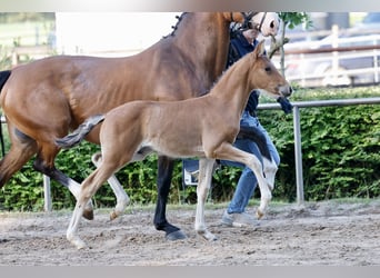 Pony tedesco, Stallone, Puledri (04/2026), Baio