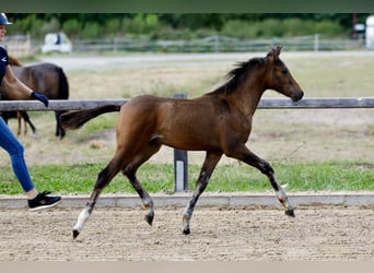 Pony tedesco, Stallone, Puledri (06/2026), Baio