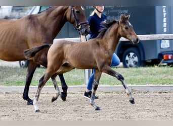 Pony tedesco, Stallone, Puledri (06/2026), Baio